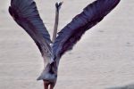 blue-heron-qualicum-beach