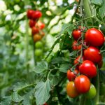 this-just-in-support-for-food-production-in-bc-news-qb-chamber